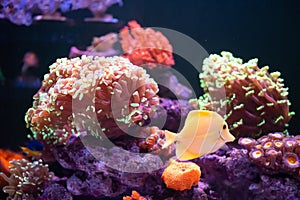 Colorful marine aquarium with beautiful coral and fishes