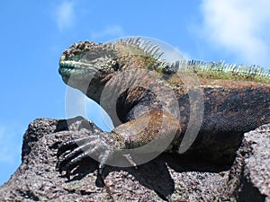 Colorful Marine Iguana On Rock