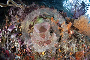 Colorful Marine Invertebrates on Coral Reef in Indonesia