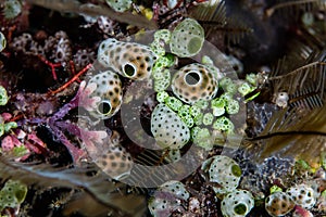 Colorful Marine Invertebrates on Coral Reef photo