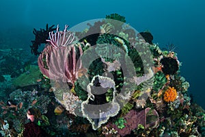 Colorful Marine Invertebrates on Healthy Reef in Indonesia photo