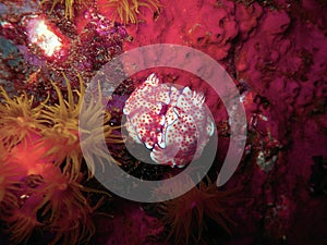 Colorful marine organisms photo