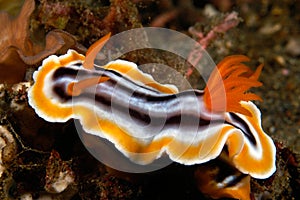 Colorful marine snail