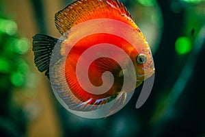 colorful marlboro red discus fish