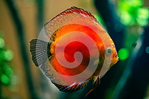 colorful marlboro red discus fish