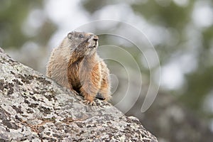 Colorful marmot sitting on rock photo