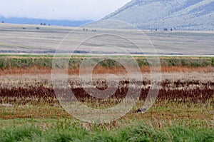 Colorful Marsh Grasses and a Coyote