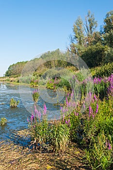 Colorful marshy landscape in summer