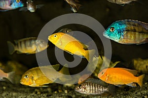 Colorful mbuna fishes