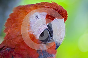 Colorful McCaw Birds, Florida