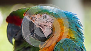 Colorful McCaw Birds, Florida
