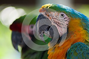 Colorful McCaw Birds, Florida