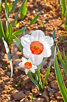 colorful meadow with blooming daffodils