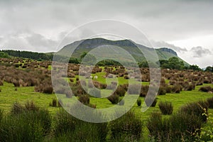 Colorful meadow close to Sligo, Connacht photo