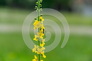 Colorful meadow flowers in grass in nature or in the garden.