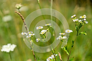 Colorful meadow flowers in grass in nature or in the garden.