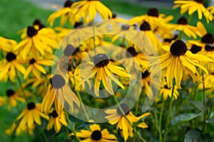 Colorful meadow flowers in grass in nature or in the garden.