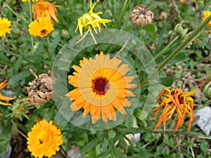 Colorful meadow flowers in grass in nature or in the garden.