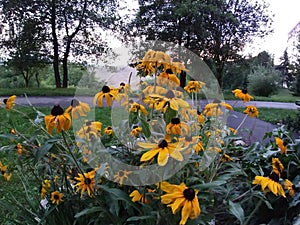 Colorful meadow flowers in grass in nature or in the garden.