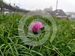 Colorful meadow flowers in grass in nature or in the garden.