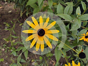 Colorful meadow flowers in grass in nature or in the garden.