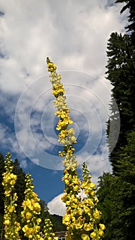 Colorful meadow flowers in grass in nature or in the garden.