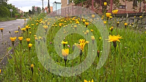 Colorful meadow flowers in grass in nature or in the garden.