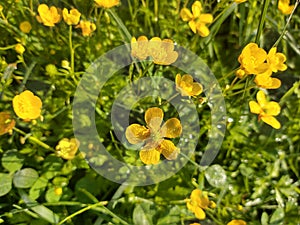 Colorful meadow flowers in grass in nature or in the garden.