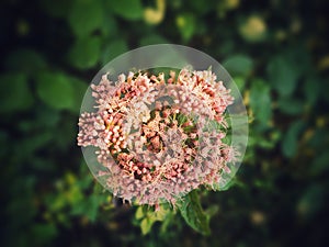 Colorful meadow flowers in grass in nature or in the garden.