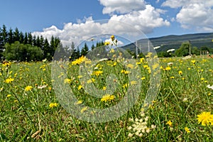 Colorful meadow flowers in grass in nature or in the garden.