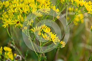 Colorful meadow flowers in grass in nature or in the garden.