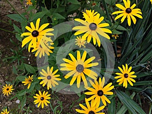 Colorful meadow flowers in grass in nature or in the garden.