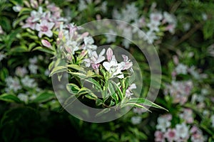 Colorful meadow flowers in grass in nature or in the garden.