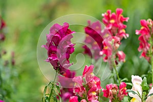 Colorful meadow flowers in grass in nature or in the garden.