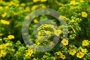 Colorful meadow flowers in grass in nature or in the garden.