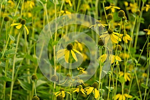 Colorful meadow flowers in grass in nature or in the garden.