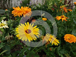 Colorful meadow flowers in grass in nature or in the garden.