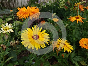 Colorful meadow flowers in grass in nature or in the garden.