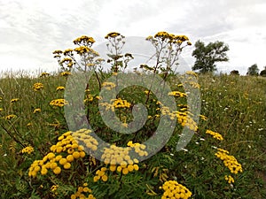 Colorful meadow flowers in grass in nature or in the garden.