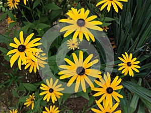 Colorful meadow flowers in grass in nature or in the garden.