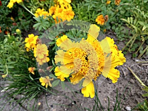 Colorful meadow flowers in grass in nature or in the garden.