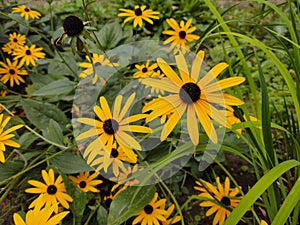 Colorful meadow flowers in grass in nature or in the garden.