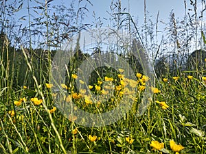 Colorful meadow flowers in grass in nature or in the garden.