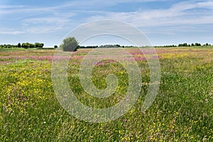 Colorful meadow in spring and blue sky