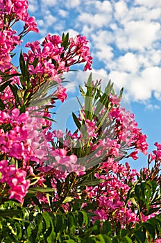 Colorful mediterranean flowers at sunny morning