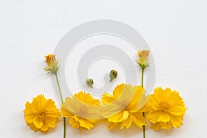 Colorful mellow yellow flowers cosmos local flora of asia arrangement flat lay postcard style