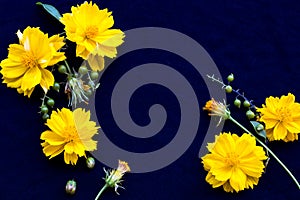 Colorful mellow yellow flowers cosmos local flora of asia arrangement flat lay postcard style