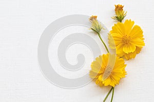 Colorful mellow yellow flowers cosmos local flora of asia arrangement flat lay postcard style