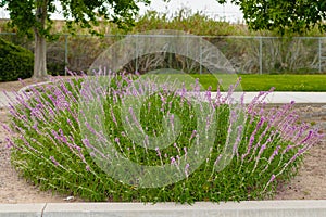 Colorful Mexican bush sage flowers in full bloom in city park. Salvia leucantha (Amethyst sage) flowers