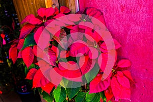 Colorful Mexican Christmas Red Poinsetta Flower Red Wall Oaxaca Mexico